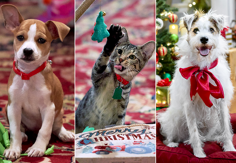 Paw-liday Specials from Hallmark to Air This Week!